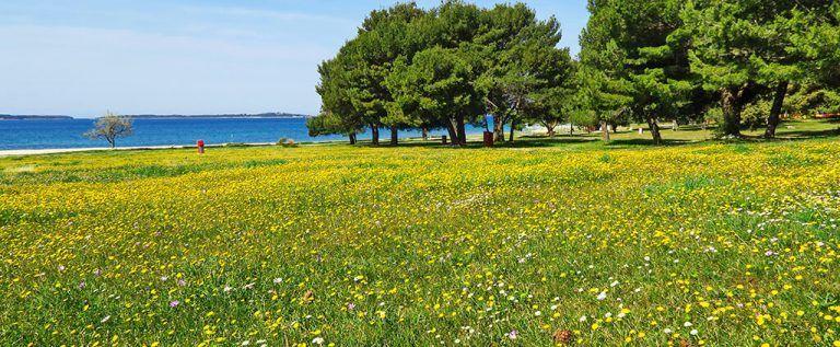 PRIRODA-ISTRA-768x317