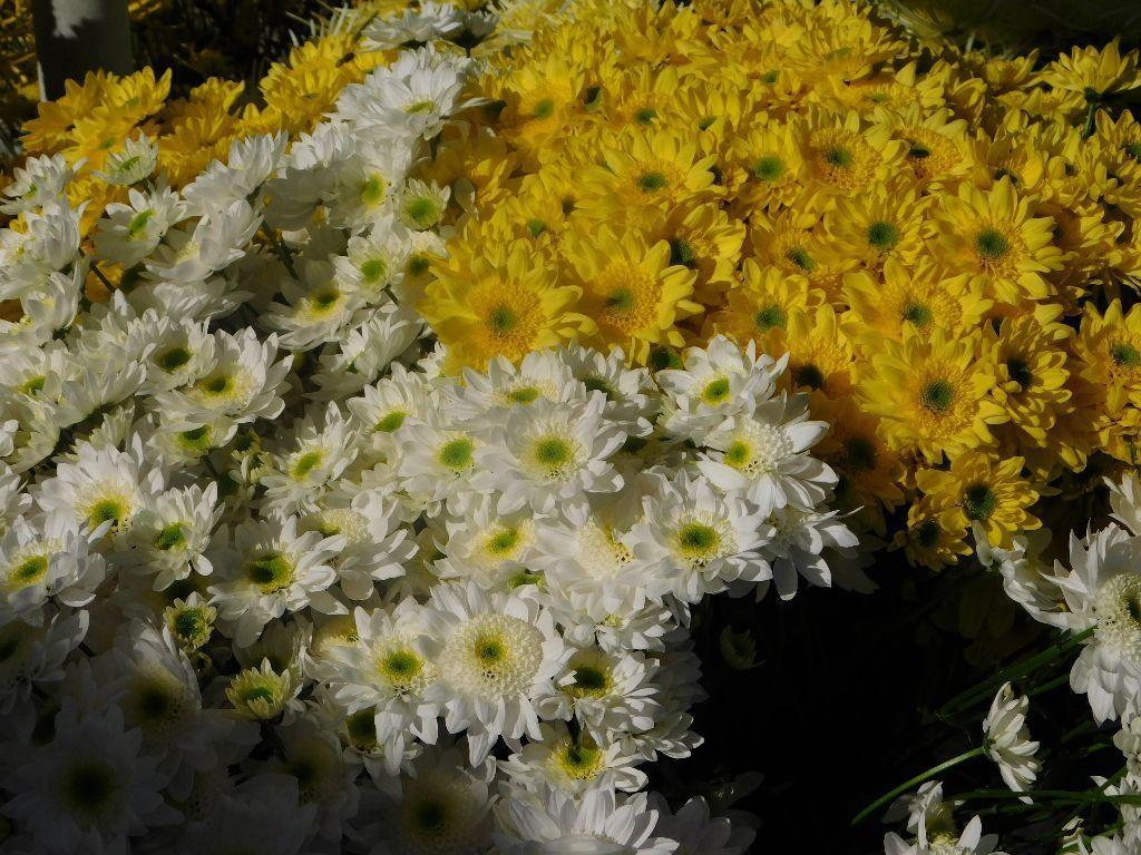 dscn0352